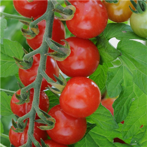 Tomato Cherry 'Sweet Aperitif'
